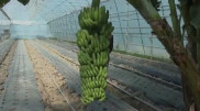 Казахстанские папайя и манго: житель Туркестанской области занялся выращиванием экзотических фруктов