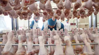 Руководители птицефабрик рассказали, почему дорожает мясо курицы в магазинах области Абай
