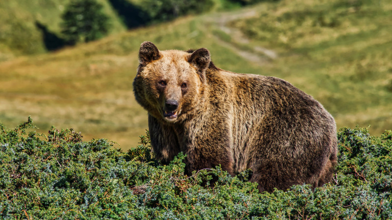 Казахстанца задержали за расчленение медведя в России