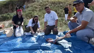 Казахстанские археологи разделали лошадь каменными орудиями ради эксперимента