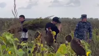 Коноплю выращивали среди подсолнухов в области Абай