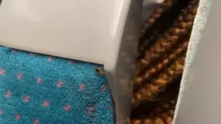 Жителей Парижа призвали не паниковать из-за нашествия больших клопов