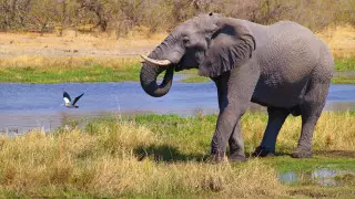 Слон затоптал туристку во время сафари в Кении