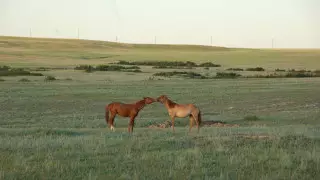 Фото "целующихся" лошадей в актюбинском ауле выиграло приз в Москве