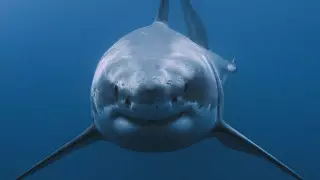 Переживший нападение акулы серфингист рассказал, как не стать жертвой хищника