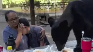 Мать и сын чудом спаслись после встречи с медведем в Мексике