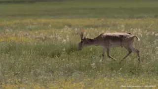 Қазақстанда ауланған киіктердің еті, мүйізі, терісі қандай мақсатта пайдаланылады?