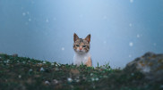 "Домашние животные не должны жить на улицах" - зоозащитник