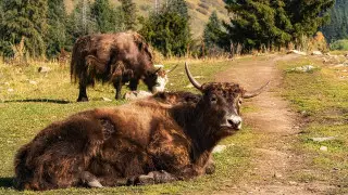 Яков засняли по дороге на Медеу