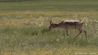 Сумму ущерба от сайгаков озвучил глава Минэкологии