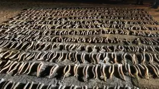 Рога сайги нашли в доме капитана полиции в ЗКО