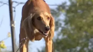 "Ад для тазы": в жестоком обращении с собаками обвинили владельца частного приюта