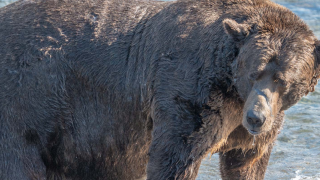 На Алтае в багажнике автомобиля иностранца нашли разделанную тушу медведя