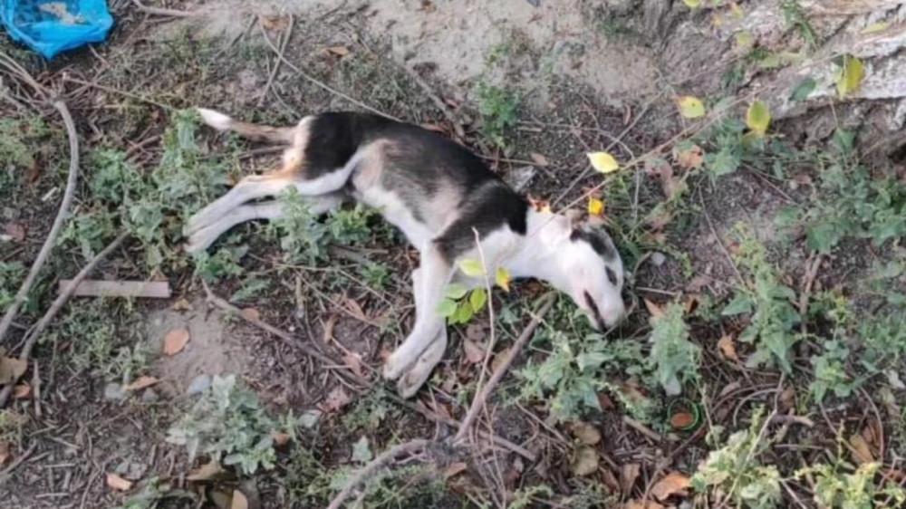 Сотрудница акимата травила собак? На видео ответили в полиции Алматы