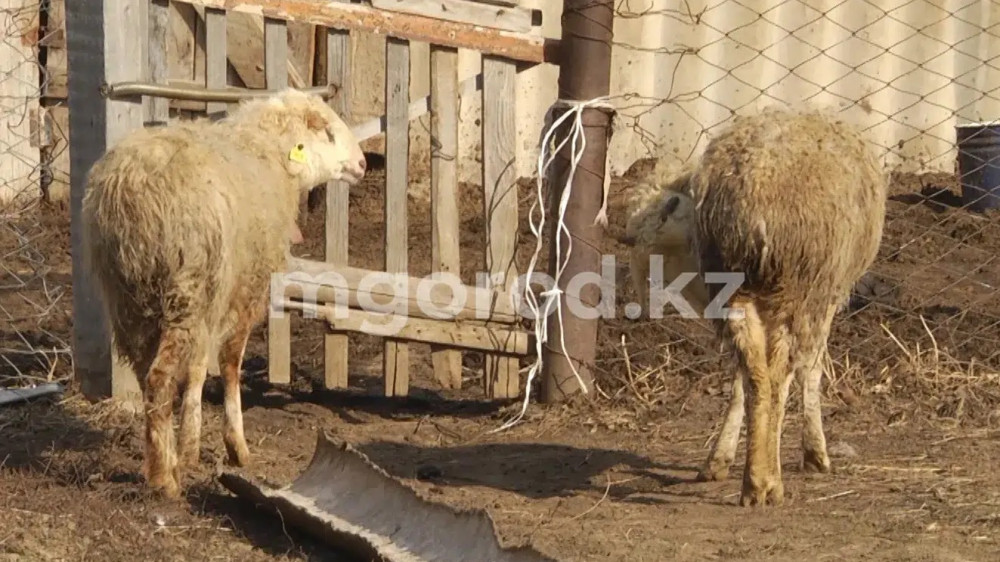 По пять лет условно получили за кражу двух овец жители Атырауской области