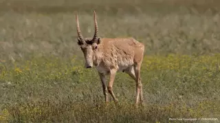 Туши выкинутых мертвых сайгаков обнаружили в ЗКО