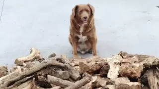 Умер самый старый пес в мире