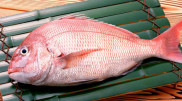 Врач назвала самую полезную рыбу для пожилых людей