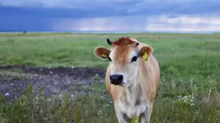 Сибирская язва в Карагандинской области: от скота заразились люди