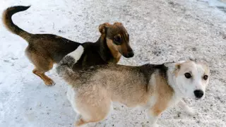 Сибирская язва в Карагандинской области: в зараженном районе отстреливают собак