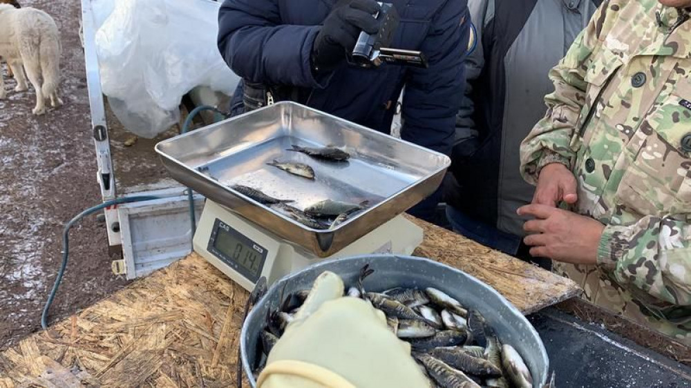 В реки и озера Карагандинской области выпустили 90 тысяч молоди рыбы
