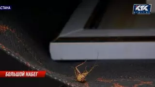 Пропахшую самсой многоэтажку в Астане терроризируют тараканы