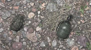 Тайник с гранатами нашли на трассе в Алматинской области