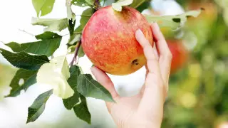 Алматинский апорт официально стал казахстанским брендом