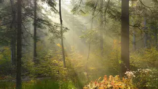 Сколько теперь получают лесники в Казахстане, ответил министр