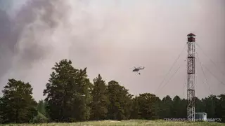 Дело о крупном лесном пожаре в области Абай поступило в суд