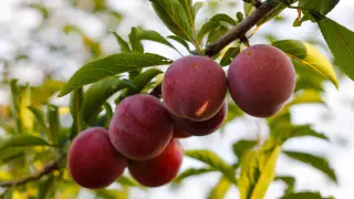 Эндокринолог назвала недорогой фрукт, помогающий замедлить старение