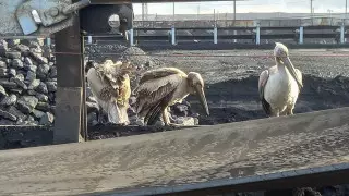 Пеликаны пришли за помощью к горнякам в Экибастузе