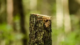 Около тысячи деревьев незаконно вырубили в Жетысу двое мужчин