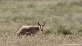 Скот гибнет из-за отстрела сайгаков: акима ЗКО спросили о рассылке в сети