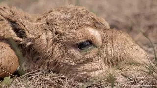 Отстрел сайгаков: что происходит с тушами животных