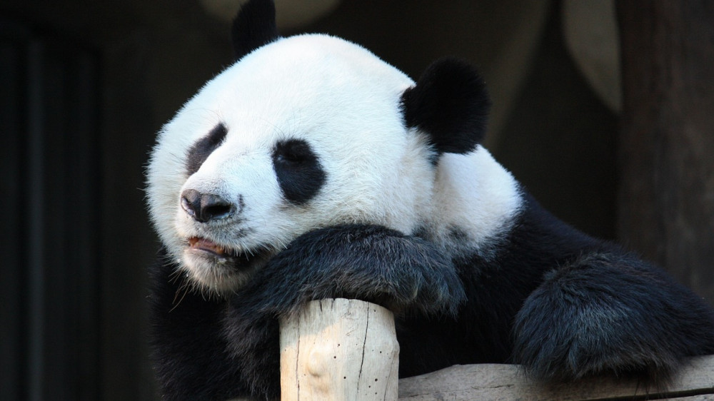 Си Цзиньпин пообещал отправить в США больше панд в знак дружбы