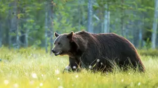 Медведь напал на эко-активиста, защищавшего его интересы