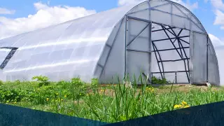 Самый большой тепличный комплекс в Казахстане будет реализован в Шымкенте