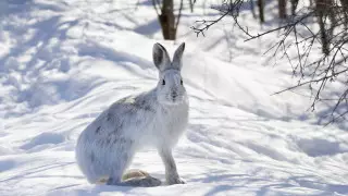 Снег, гололед и ураганный ветер: погода в Казахстане на 23 ноября