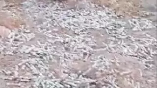 Сотни пробирок с кровью нашли недалеко от Большого Алматинского канала