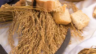 Возврат земель и развитие села: как реализуется предвыборная кампания Токаева