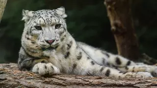 Когда в зоопарке Алматы может появиться снежный барс