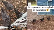Ролик с замершими курицами напугал пользователей сети