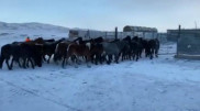 Фермера 3 года обкрадывали одни и те же люди в Карагандинской области