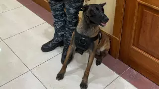 Служебных собак привели в Мажилис