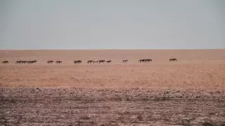 Земли на миллиард вернули государству в Карагандинской области