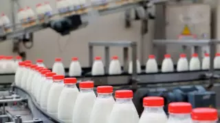 В Шымкенте за счет животноводства развивается мясно-молочное производство