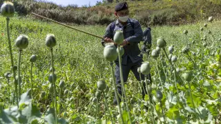 Азиатская страна стала мировым лидером по производству опиумного мака, обогнав Афганистан