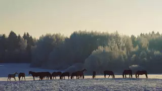 В Казахстане задержаны 34 преступные группы и более 196 скотокрадов