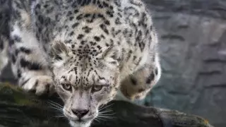 Численность снежных барсов рекордно снизилась в Казахстане